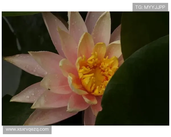 莫里斯直言波津无绿军魂!3070 万到期合同成交易负资产 莫里斯直言波津无绿军魂!3070 万到期合同成交易负资产